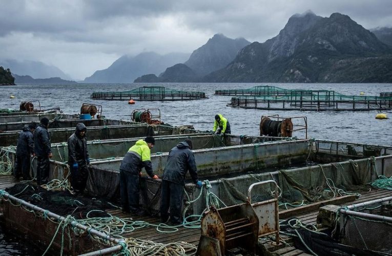 Descubre el Secreto Mortal de la Industria del Salmón